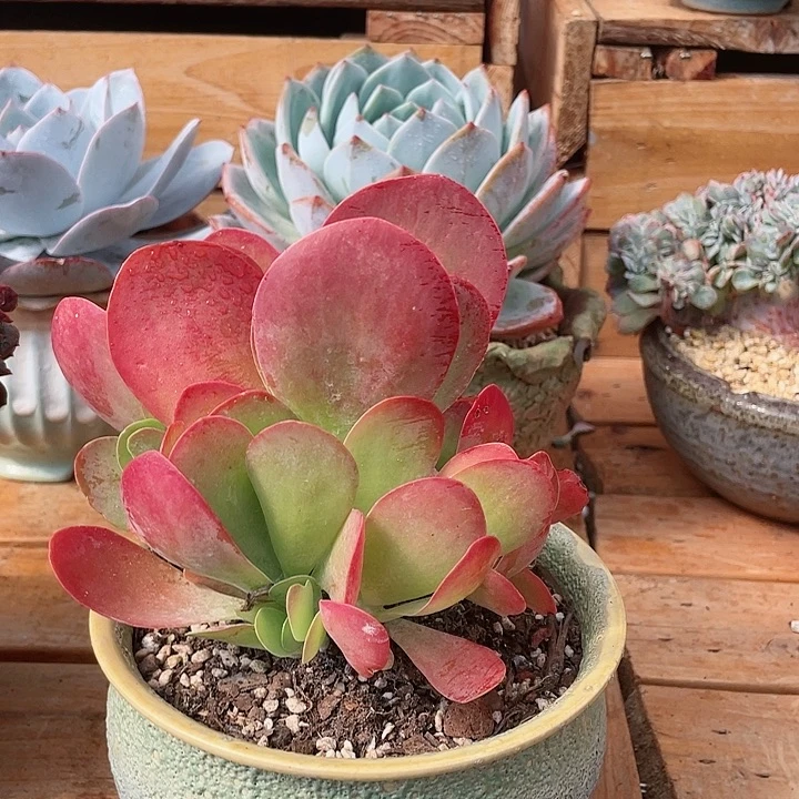 阿****品唐印群多肉植物