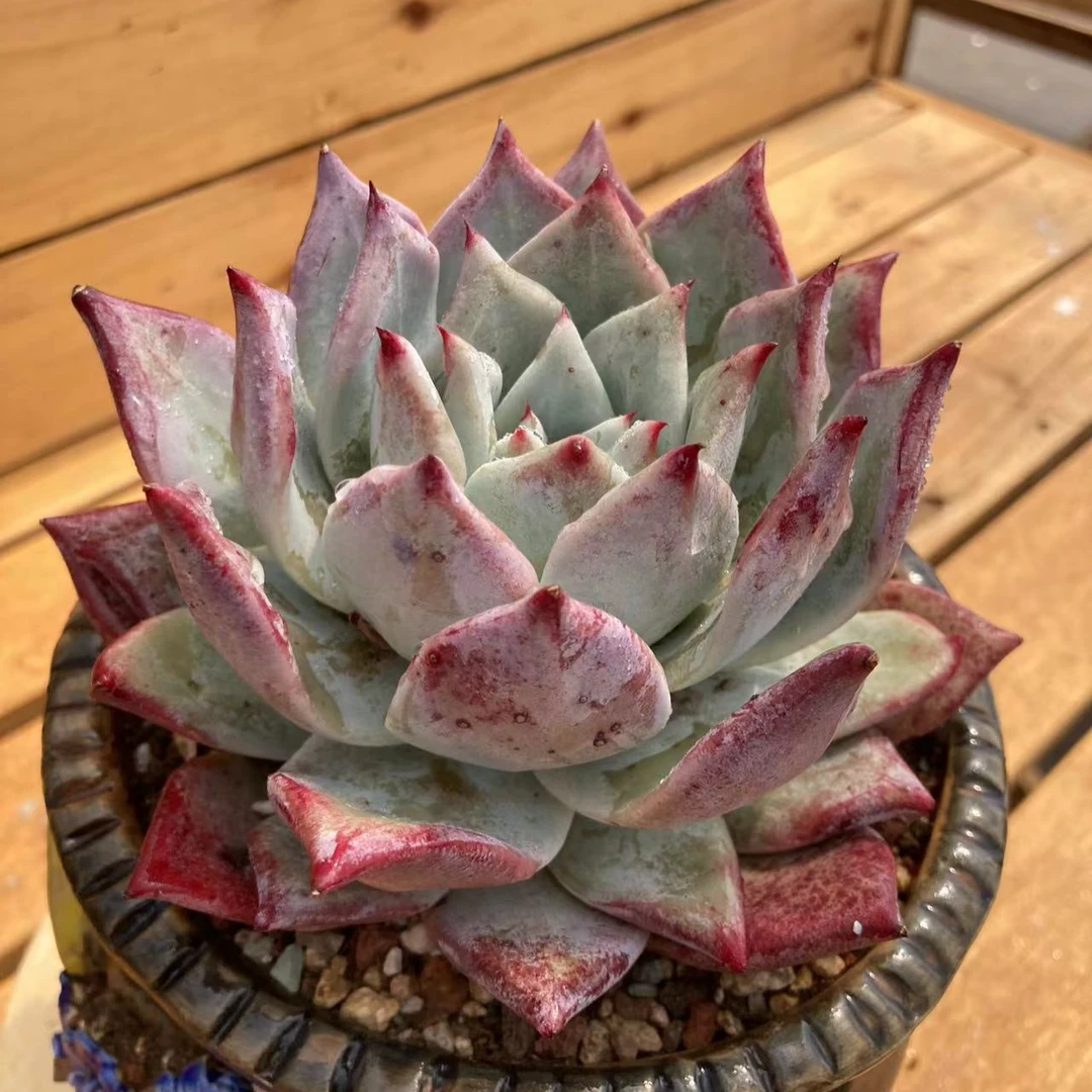大单头祖母绿 多肉植物 老桩 一物一拍 不含盆