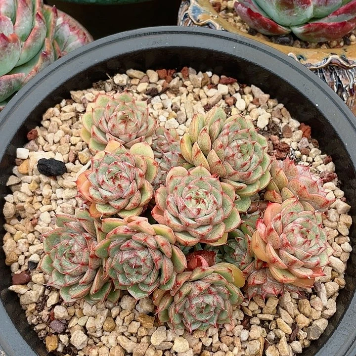 本吧多肉植物。