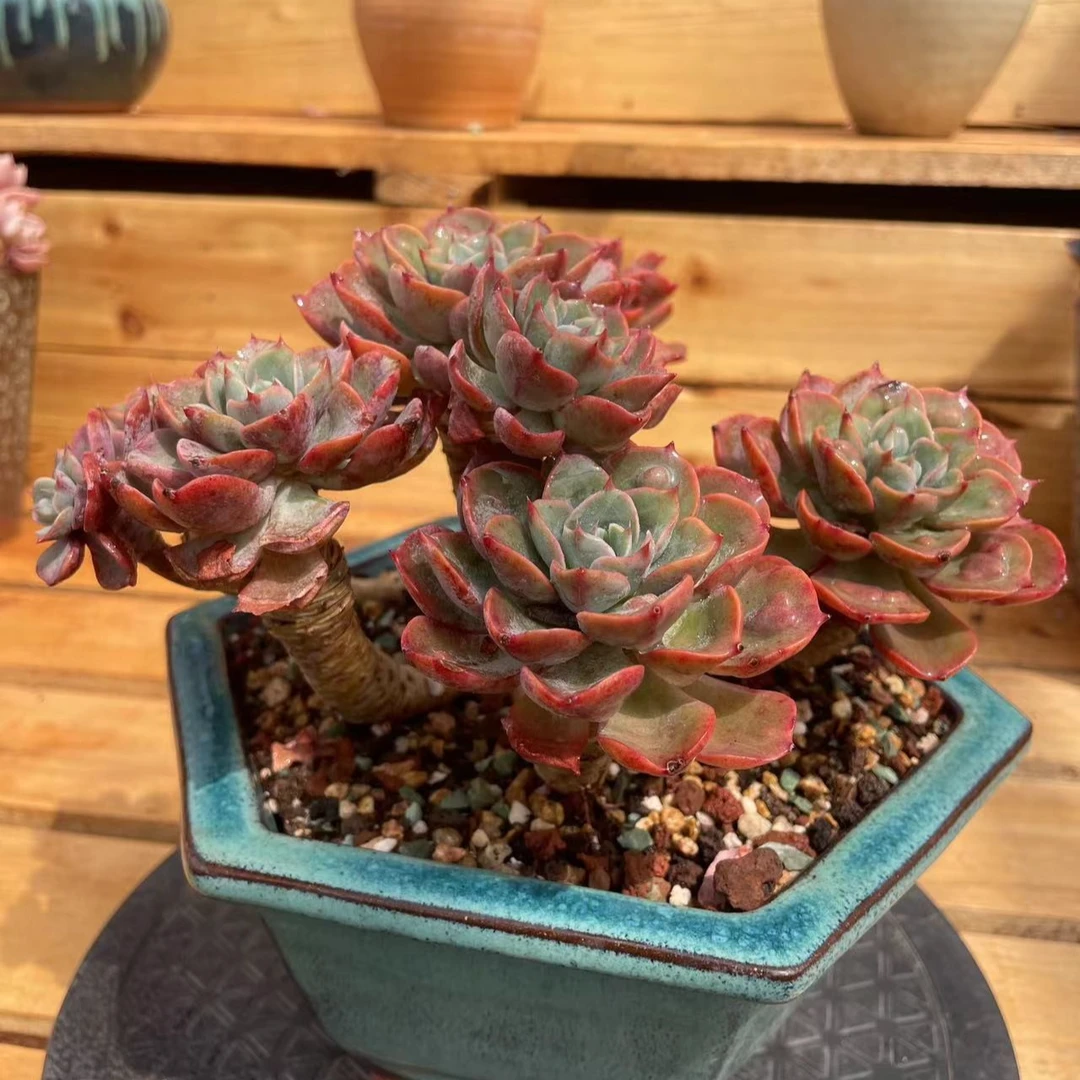 雨滴 群生老桩多肉 一物一拍 不含盆