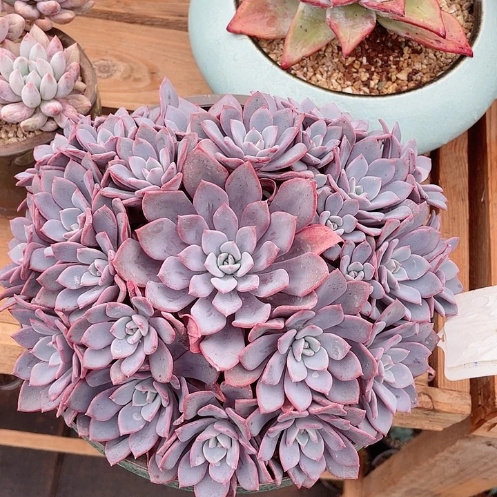 小红衣裙多肉植物