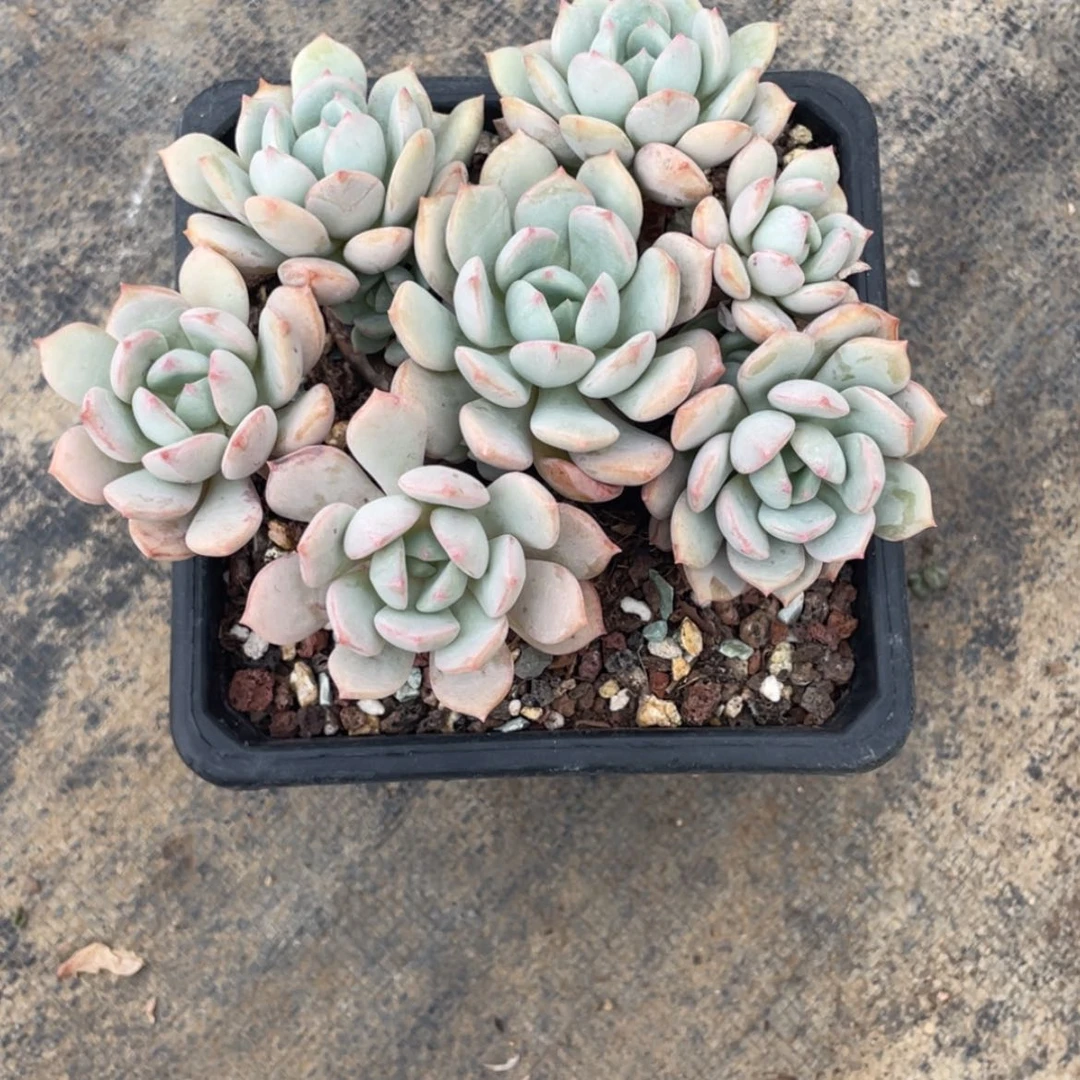 【闪购商品】海**欧蜜桃格林多肉
