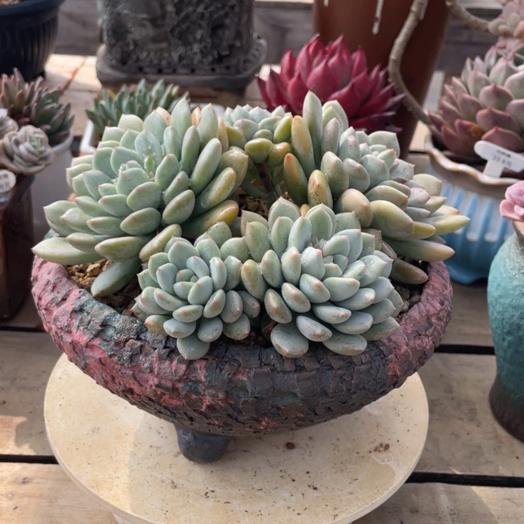 【闪购商品】?**哈老版香水