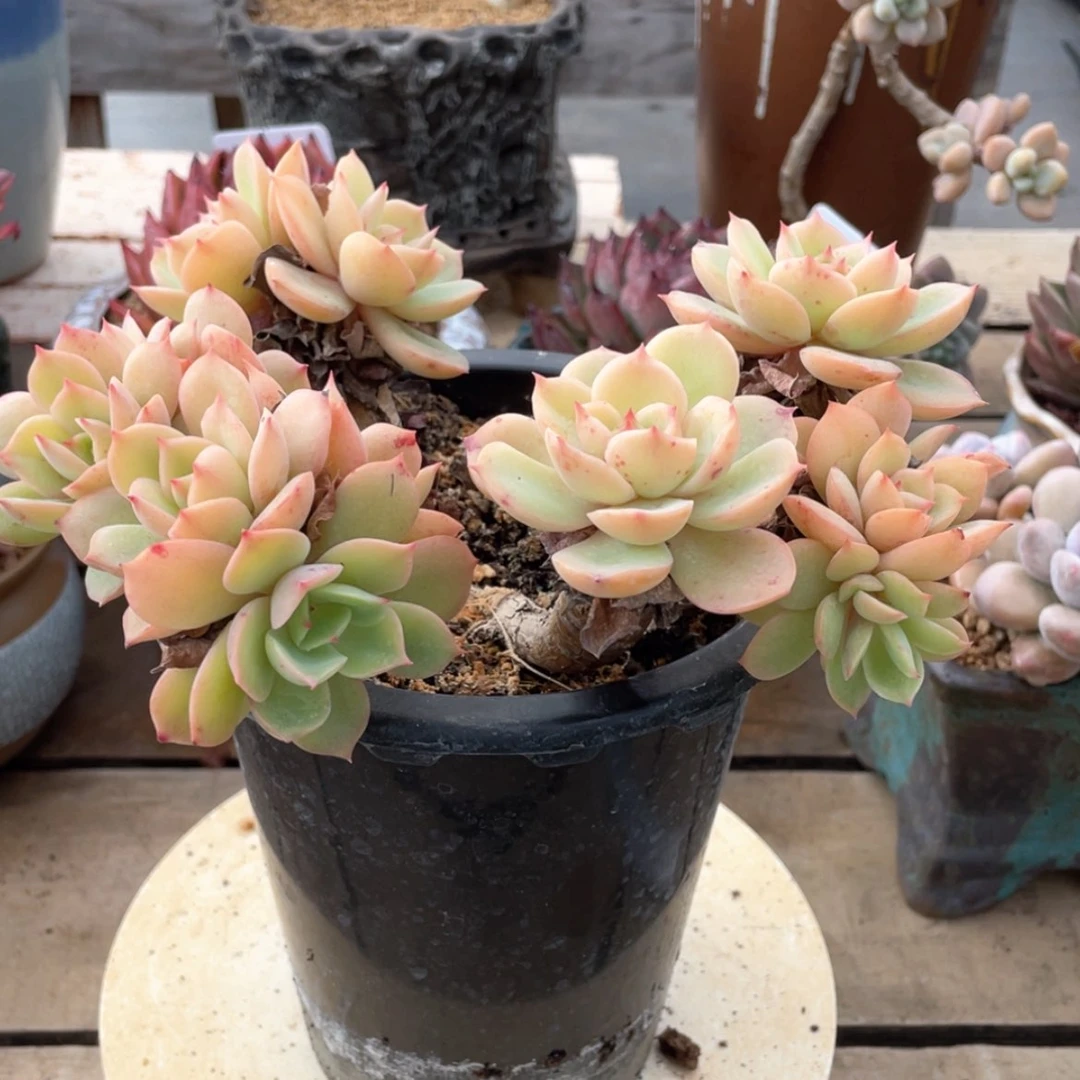 【闪购商品】罗**大白雪公主多肉