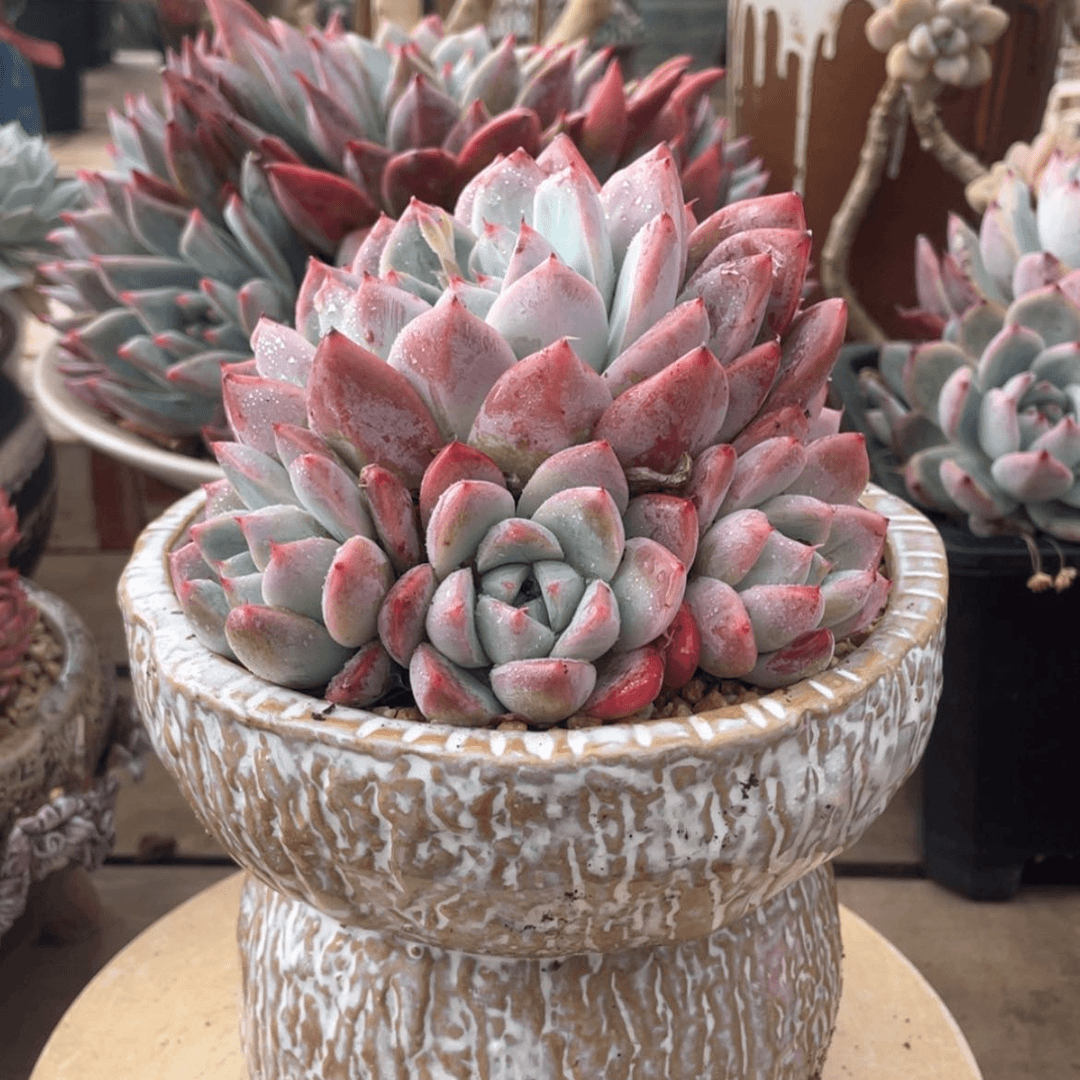 【闪购商品】幸***开阿尔巴佳人