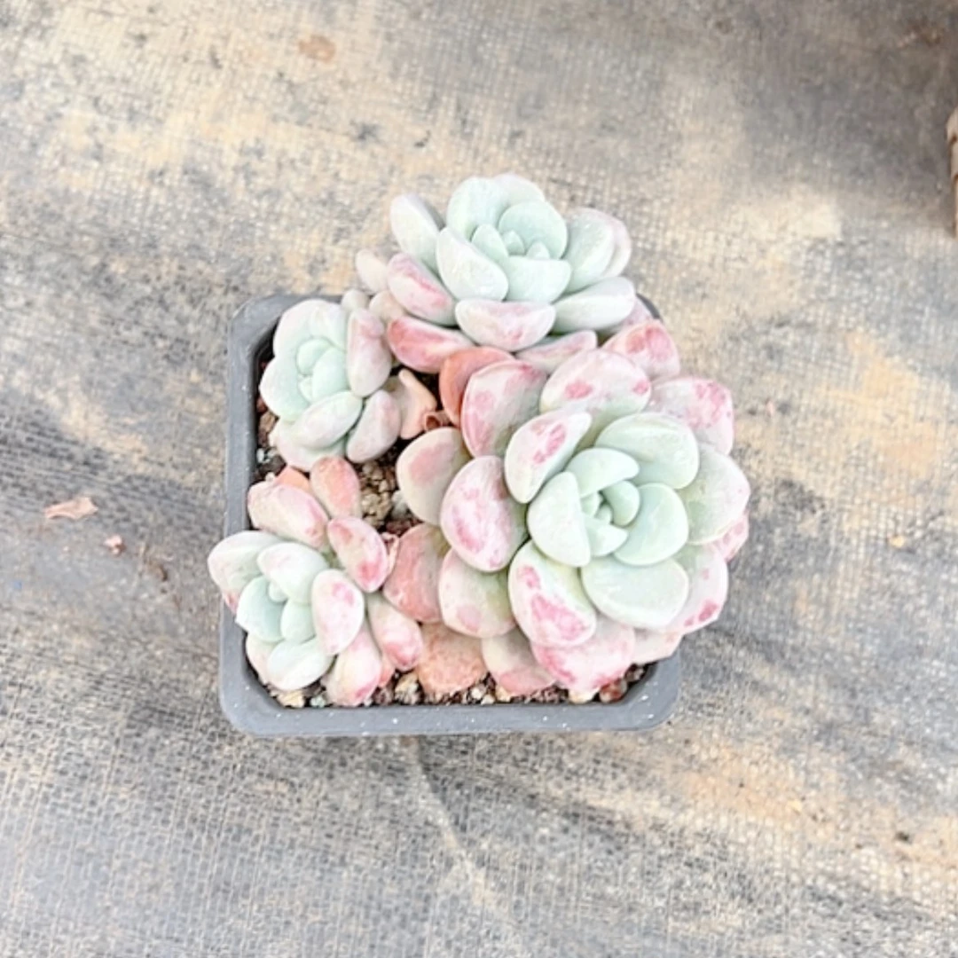 【闪购商品】雨****赞花斑露多肉
