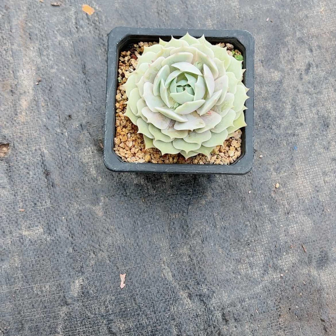 【闪购商品】雨****赞露娜连多肉