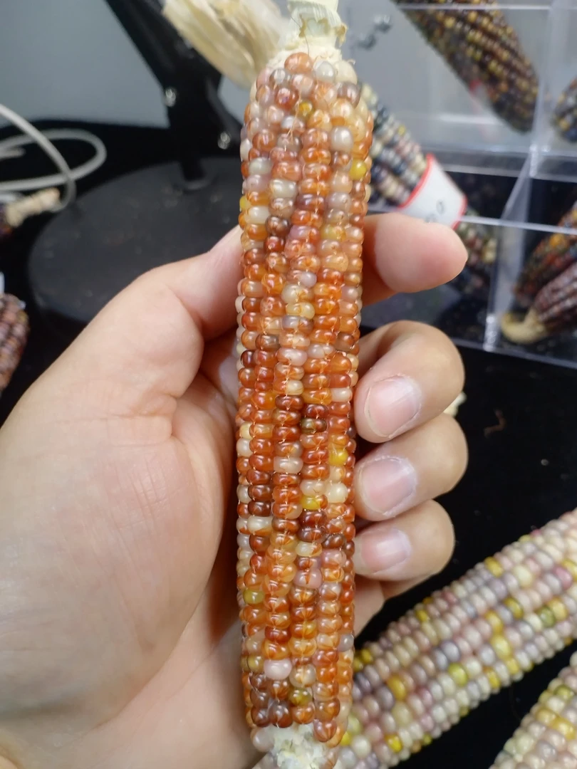 玉蜀黍的文玩玉米毛料
