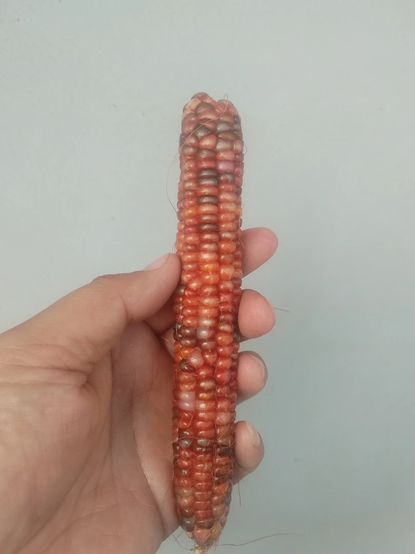 玉蜀黍的玉米小饰品