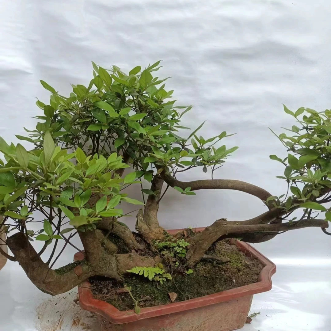 四季常青盆景老桩盆栽绿植花卉室内室外