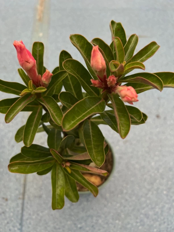 重瓣沙漠玫瑰盆栽四季花卉绿植物室内阳台小盆景开花不断