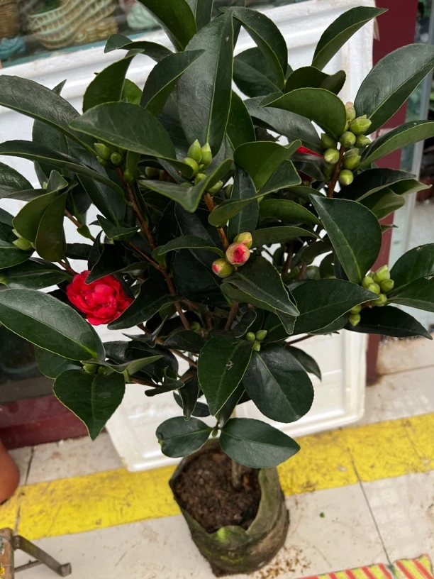 四季茶花重瓣夏日七星盆栽耐寒耐热阳台植物四季常青