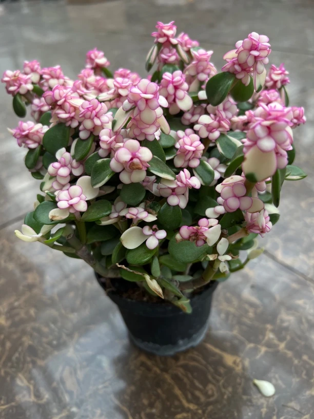 金枝玉叶多肉植物室内好养小盆栽