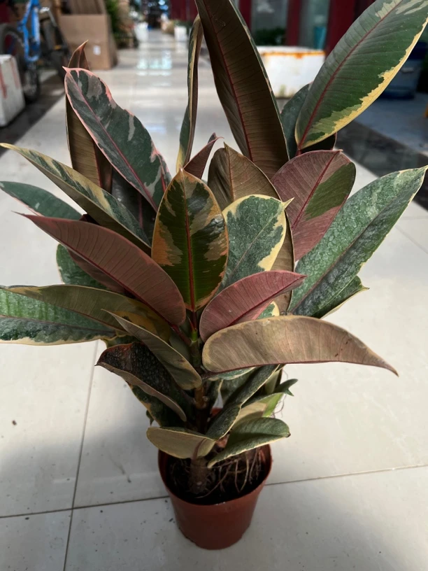 花叶橡皮树花金刚红关公阳台客厅常绿观叶植物