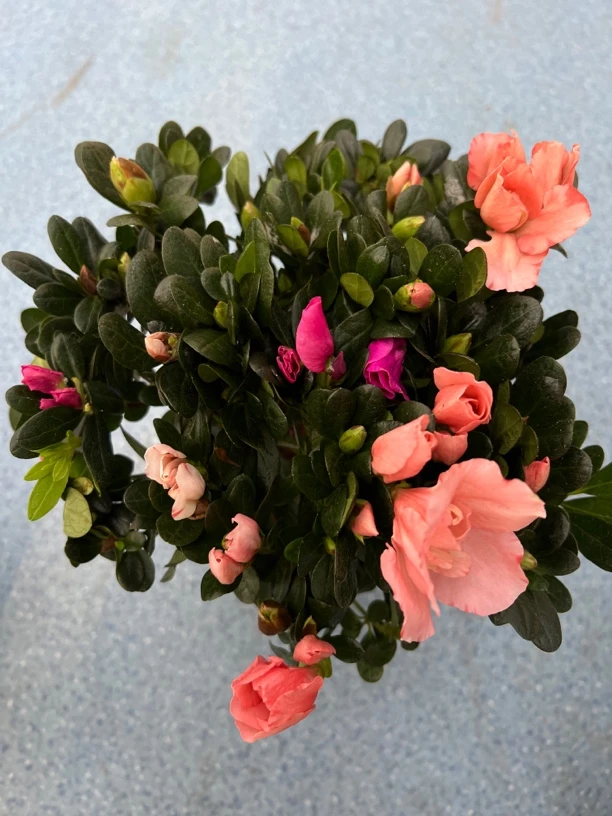 双色杜鹃带花苞盆栽四季开花客厅室内花卉庭院阳台好养植物
