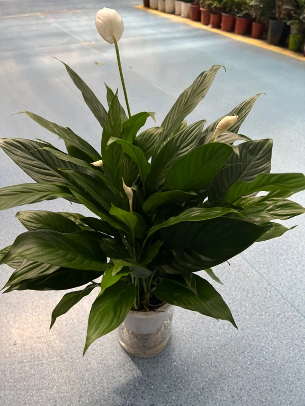 大白掌盆栽一帆风顺水培植物室内好养四季易活