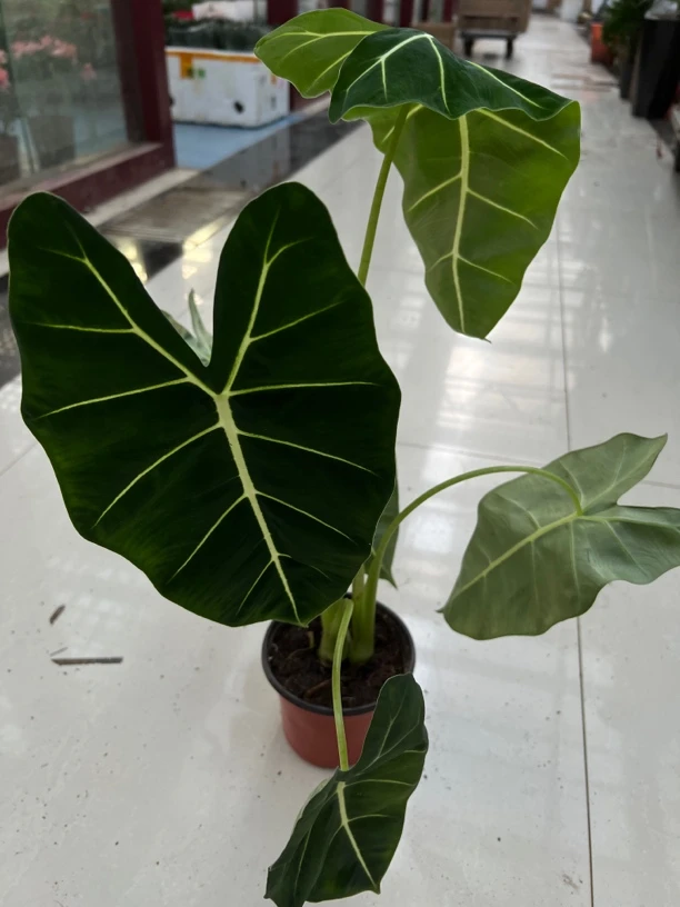 绿天鹅海芋天鹅绒竹芋稀有植物室内阳台庭院绿植盆栽
