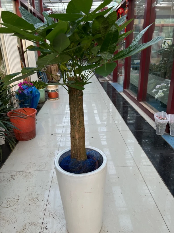 大单杆发财树大颗盆栽客厅室内大型绿植办公室四季常青