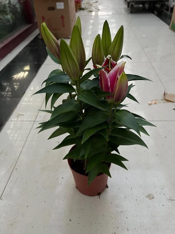 香水百合花盆栽带花苞四季开花室内庭院四季花卉鲜花绿植