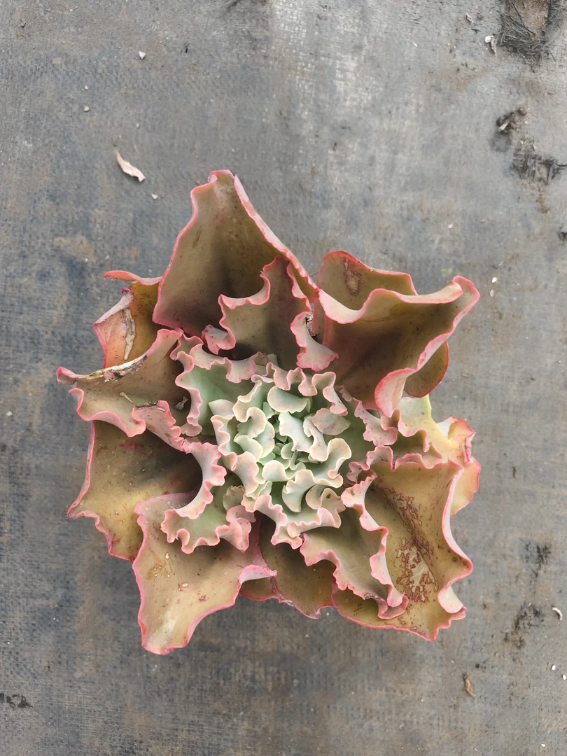 【大单头高砂之翁】多肉植物【满9.9包邮】阳台露台办公室 新手好养