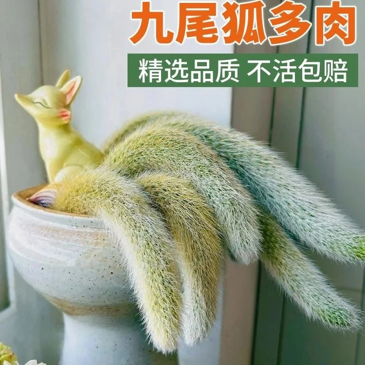 九尾狐多肉植物仙人掌懒人盆栽耐旱开花绿植稀有多肉多肉植物盆景