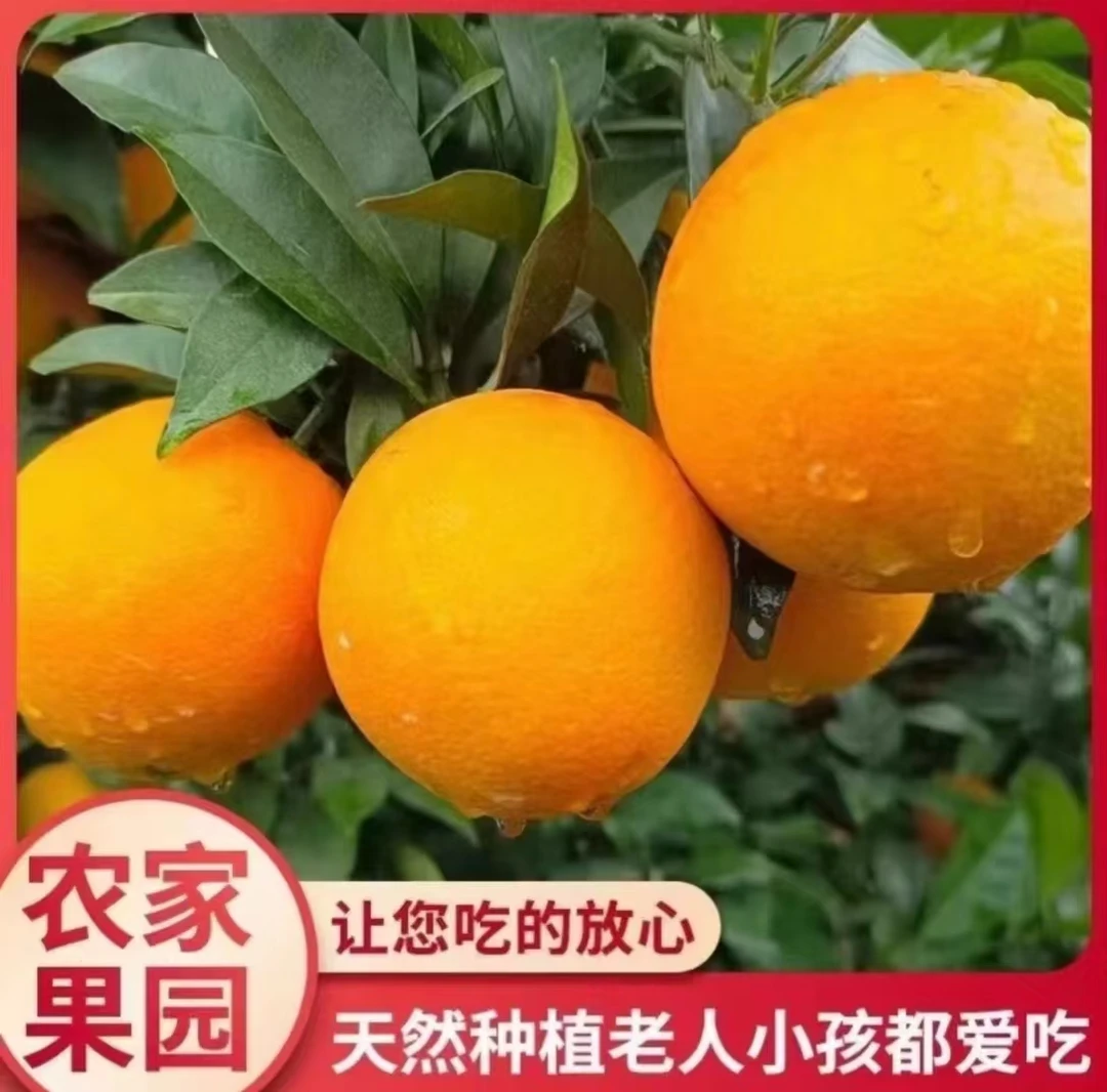 赣南脐橙产地直发新鲜采摘包邮皮薄肉嫩多汁江西赣南脐橙正宗