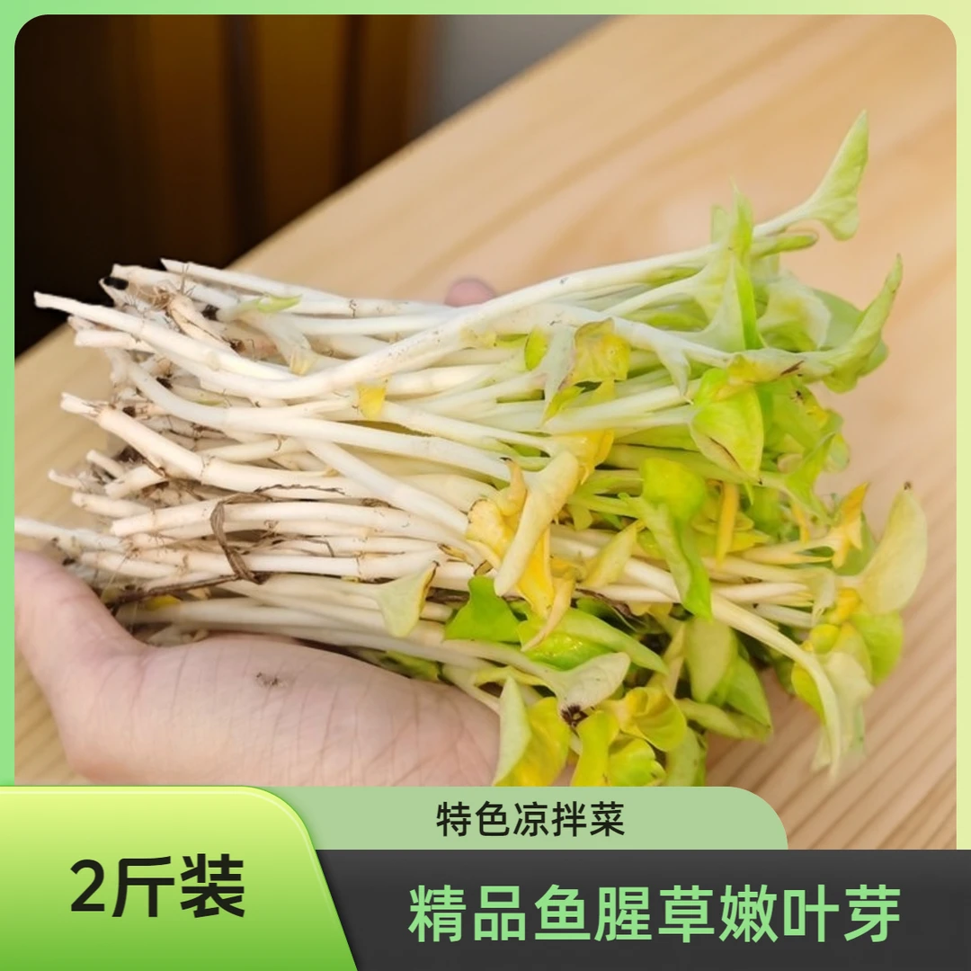 叶菜类新鲜鱼腥草嫩叶芽2斤折耳根叶子凉拌特色菜
