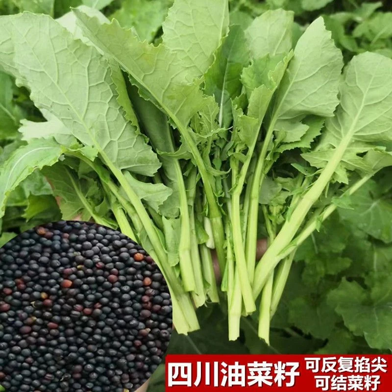 四川农家自留油菜苔专掐菜心油菜薹菜尖青油菜苔顶楼高出芽