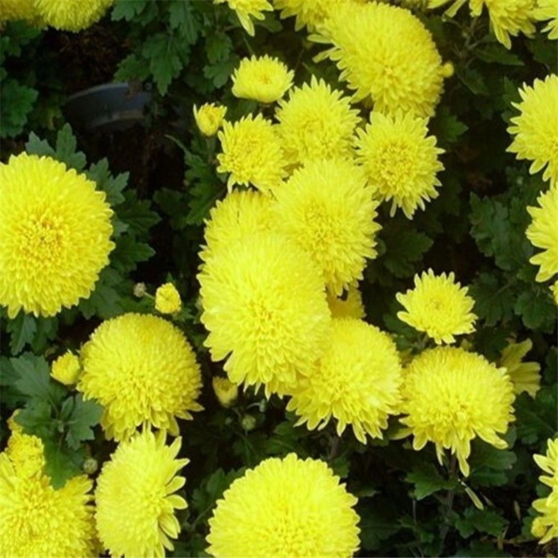 【开春新品】四季种植矮杆国庆翠菊糖果菊花种子阳台盆栽庭院易