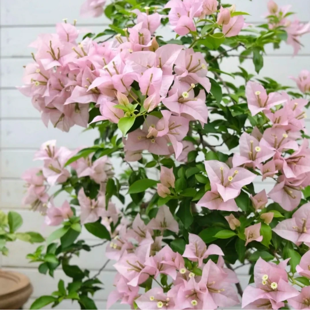 【粉天使】三角梅勤花四季开花基地直发