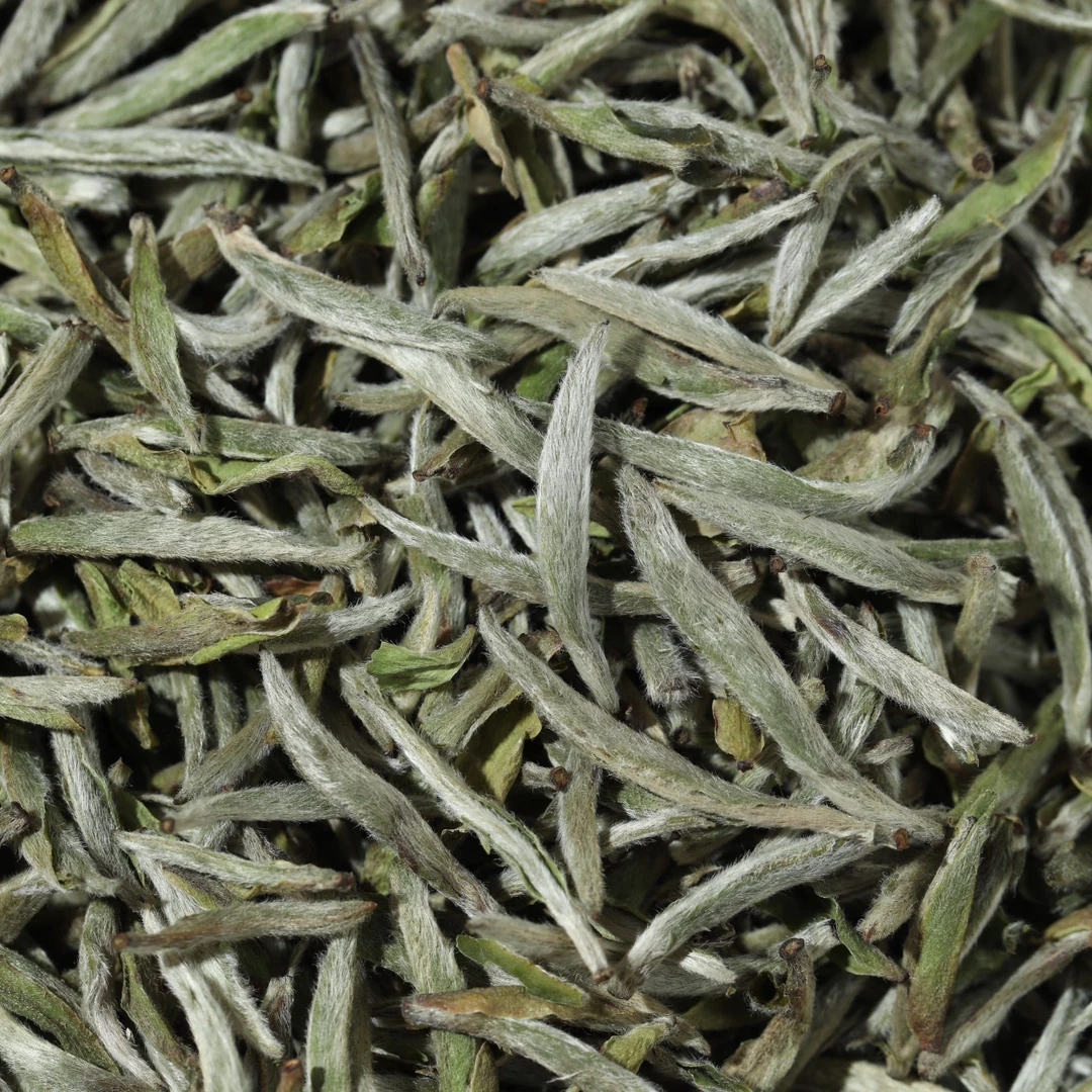 小雨品茶 荒野首日芽白毫银针500克