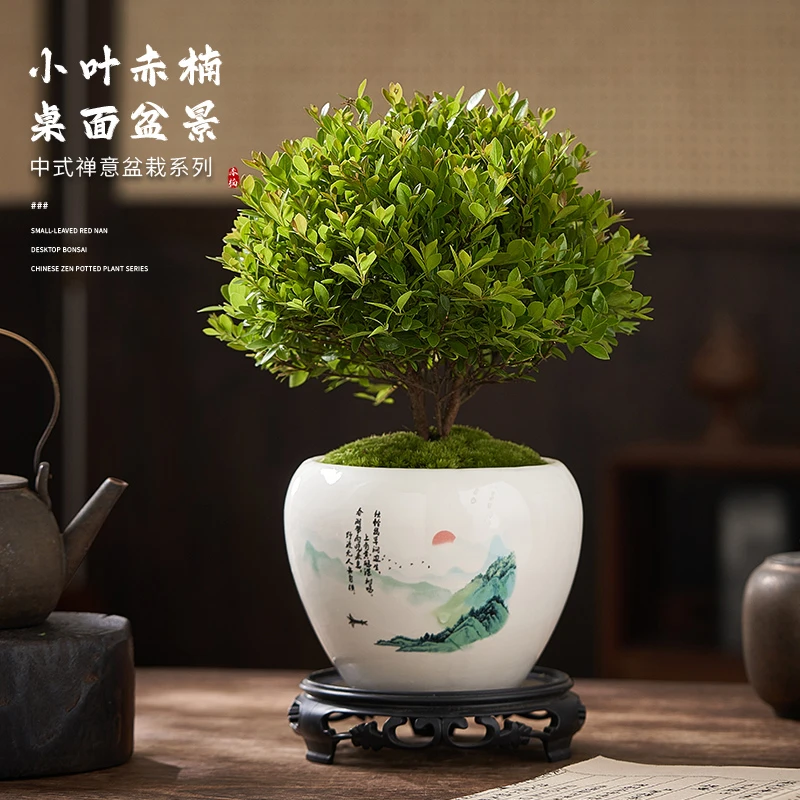 小叶赤楠老桩盆栽盆景迷你植物室内花卉办公室桌面小绿植好养四季