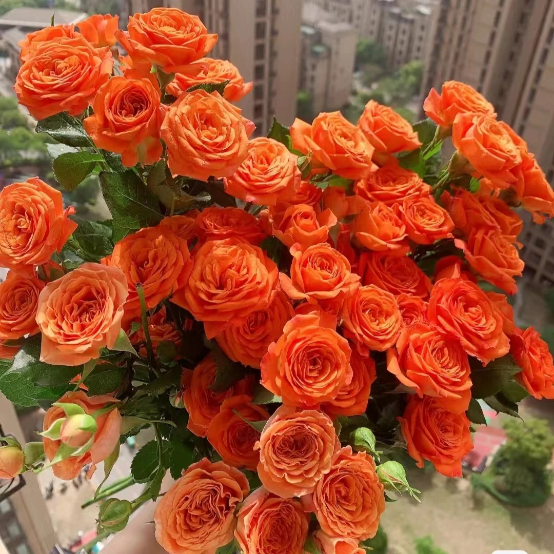 顺丰【10支装】橙色芭比多头玫瑰鲜切花云南基地家用水养插花家居
