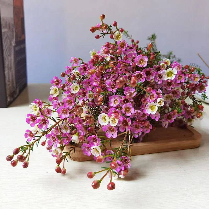 澳洲腊梅鲜花过年宵鲜切花水养培植物室鲜插花