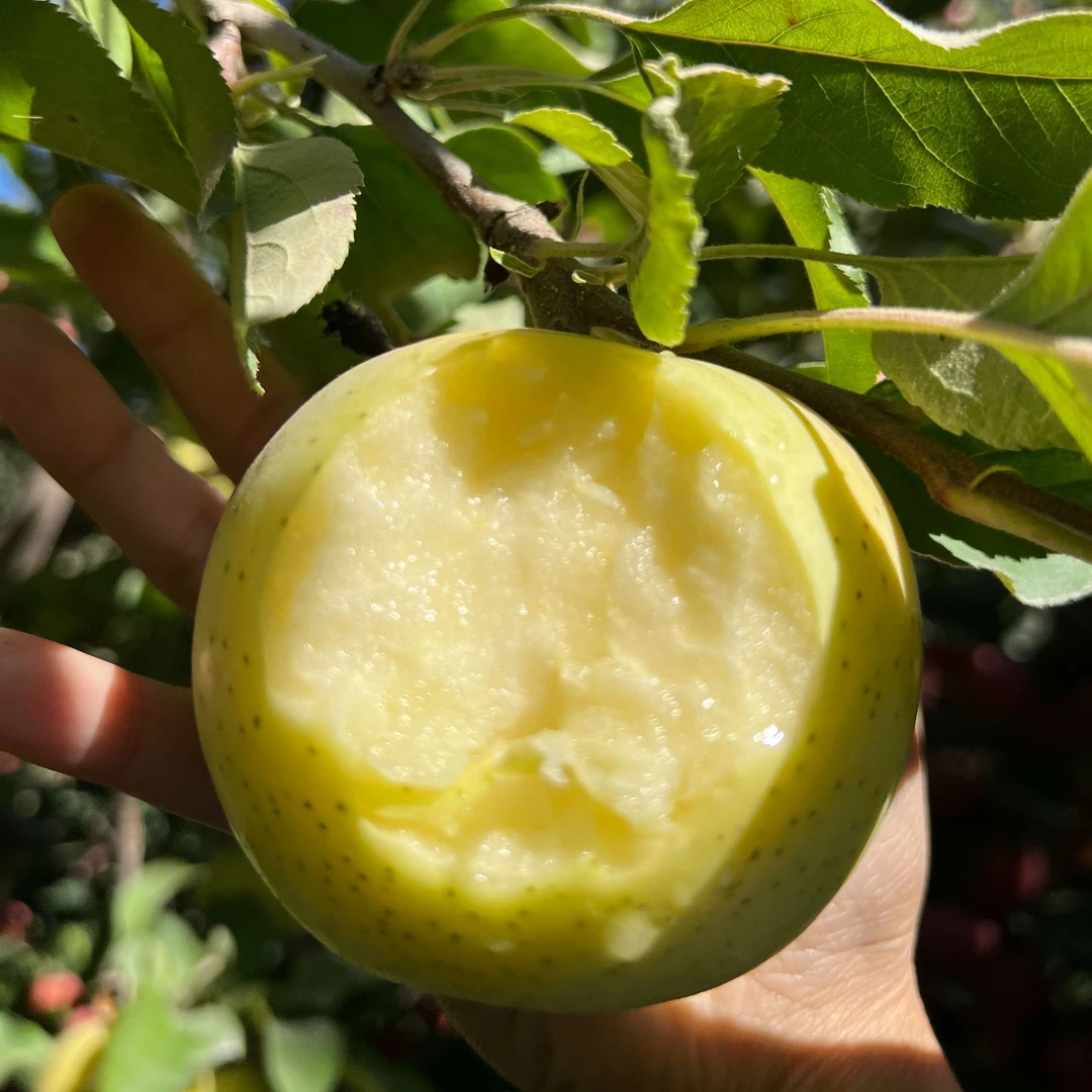 【京东包邮】新疆阿克苏王琳苹果雀斑苹果产地直发