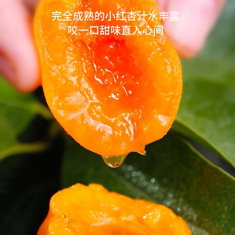 新疆小红杏新鲜杏子水果新鲜应季孕妇水果当季甜杏吊干杏空运包邮