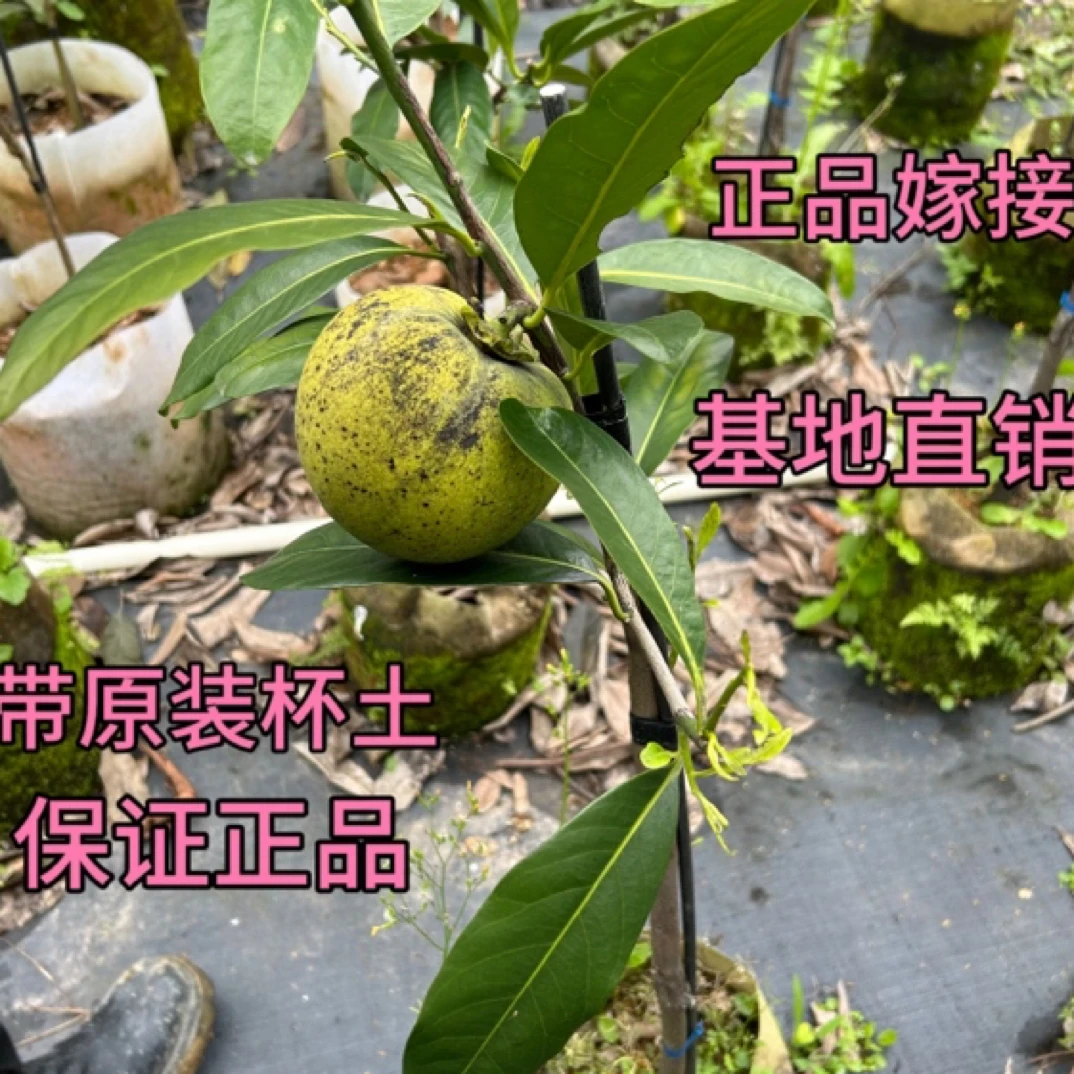 新品种四季巧克力布丁果黑柿果树苗柿树庭院阳台盆栽水果当年结果