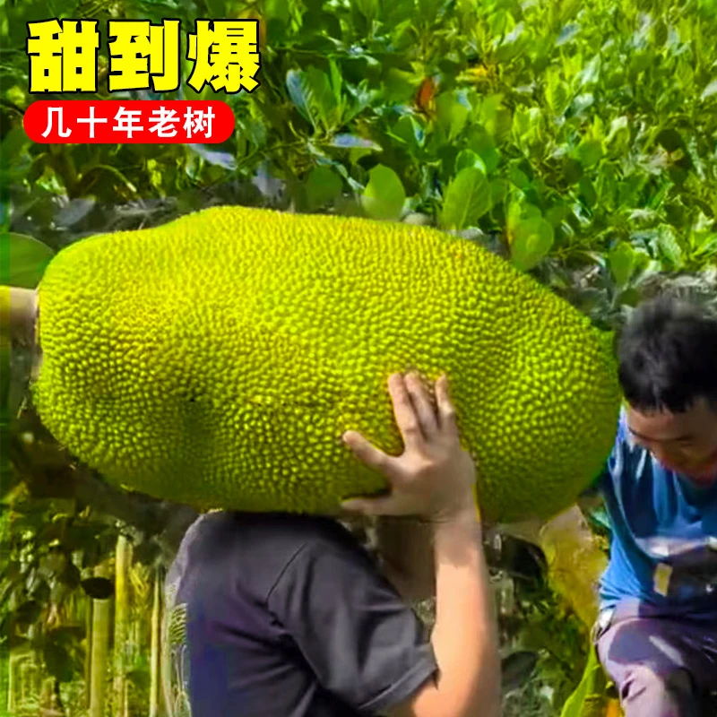 【辨别生熟再切开】海南热带水果三亚新鲜水果现摘木菠萝黄肉整个2