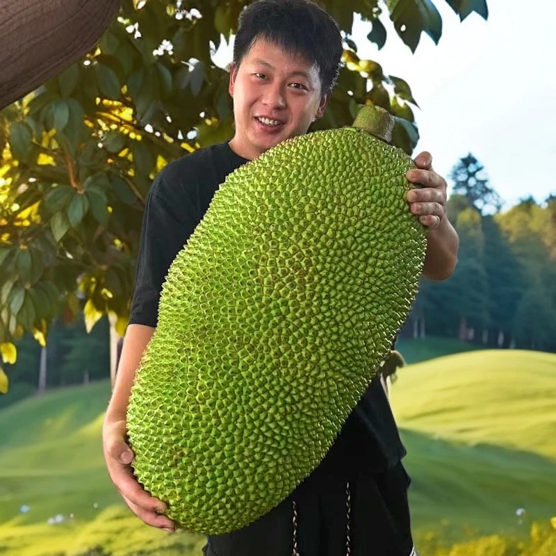 【辨别生熟再食用】海南直发三亚热带新鲜水果现摘木菠萝黄肉整个2