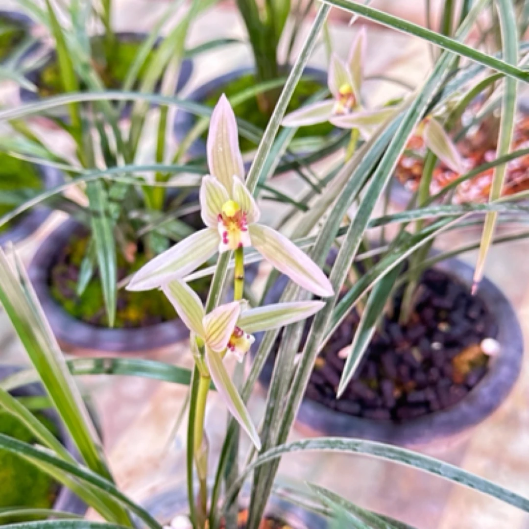 贵州兰花 2春兰送春 秋芝 春剑 一物一拍 拍下请备注品种名称