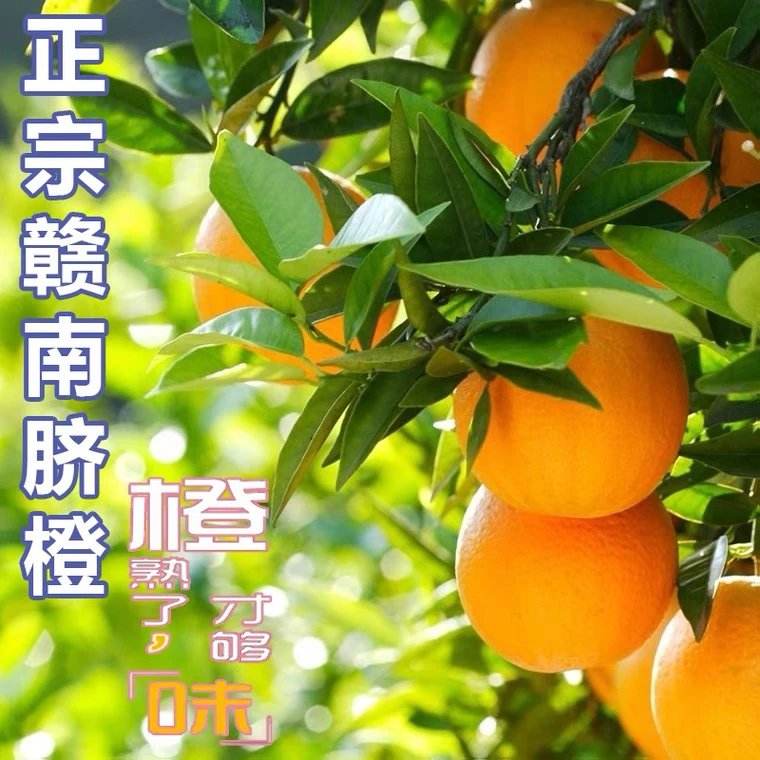 正宗赣南脐橙新鲜采摘应急水果产地直发橙子手剥美味多汁水果
