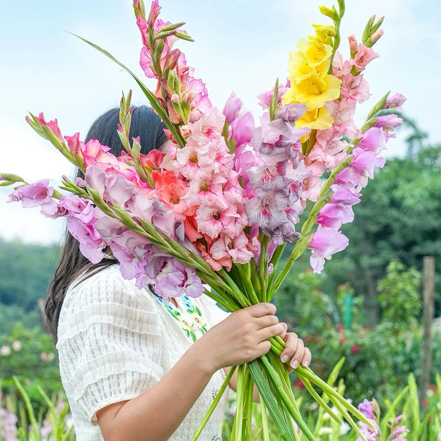 唐菖蒲种球剑兰十三太保四季易种多年生花园地栽阳台盆栽花卉球根