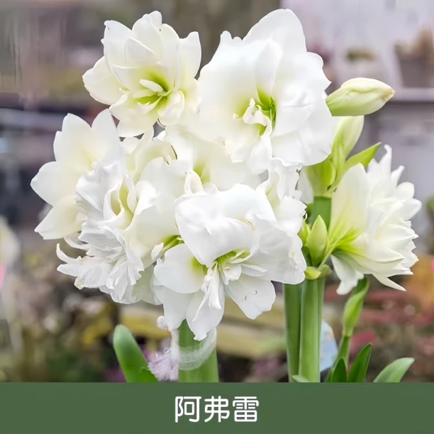 【常年开花】荷兰进口重瓣朱顶红四季开花植物室内盆栽阳台花卉大全