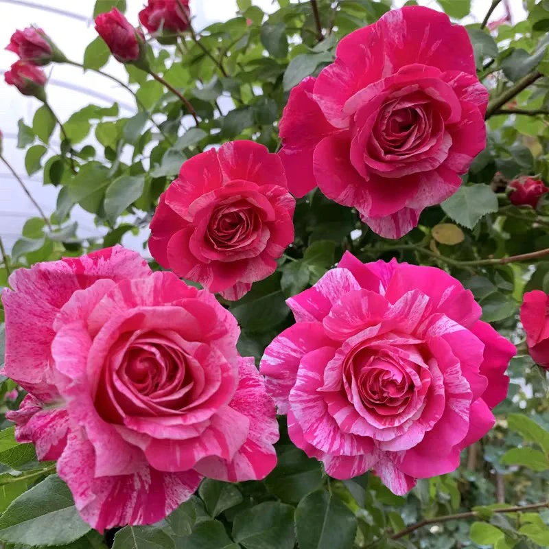 花街月季福利价一物一拍