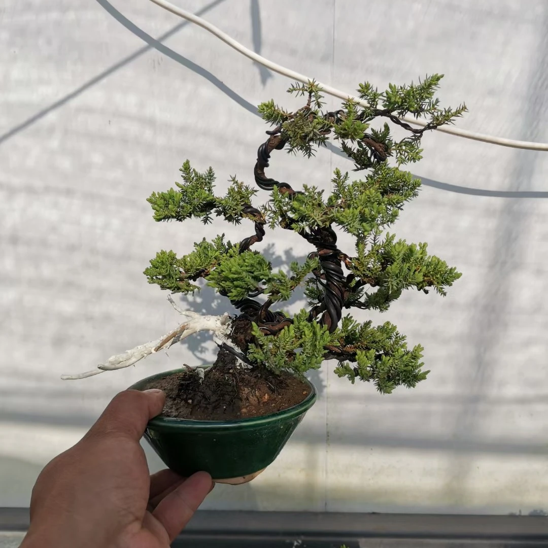 新西兰柏盆景绿植室内装饰四季常绿