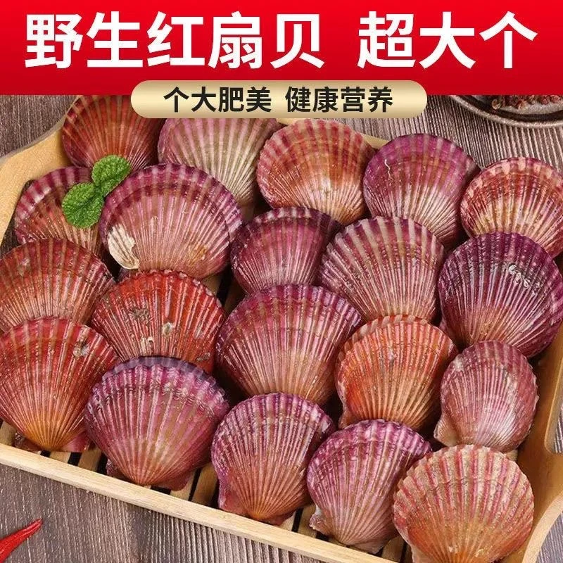 特大扇贝小红贝净重5斤 鲜活发货顺丰包鲜不包活（开口属于正常）A