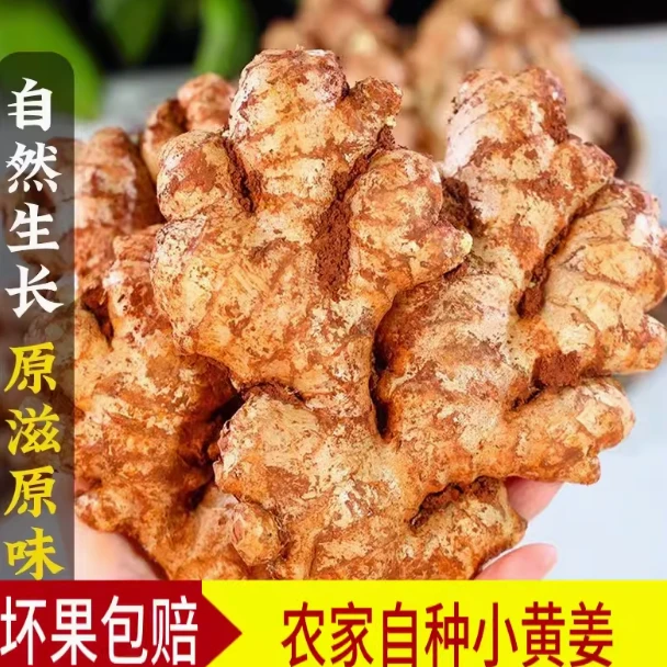 【产地直发】 云南罗平山地小黄姜 3斤新鲜现挖（新姜））