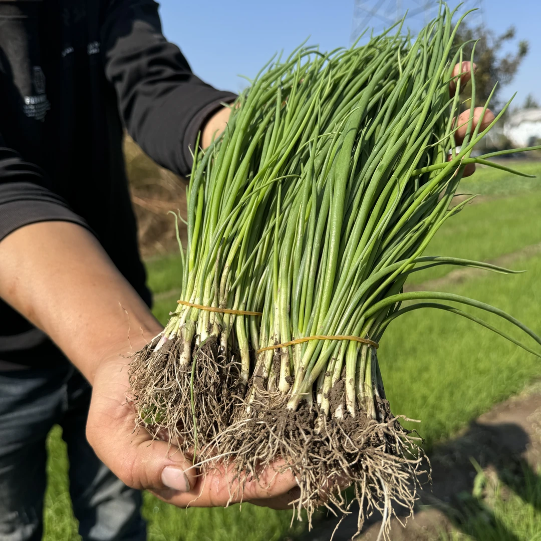 洋葱苗子种植秧苗圆头红皮洋葱秧苗紫皮洋葱盆栽圆葱苗高产苗耐寒