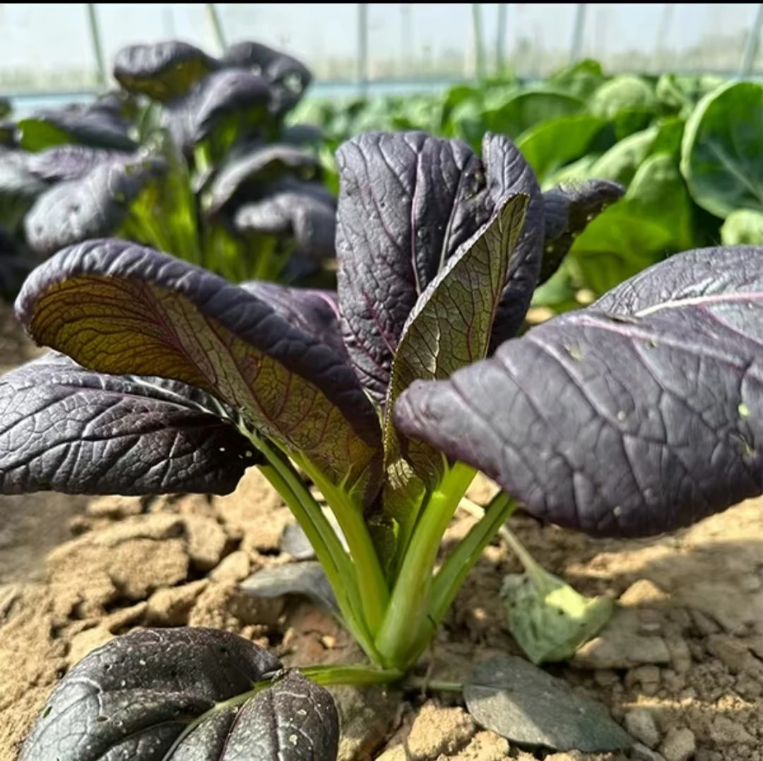 紫油菜种子小油菜种子家庭菜园阳台四季种植