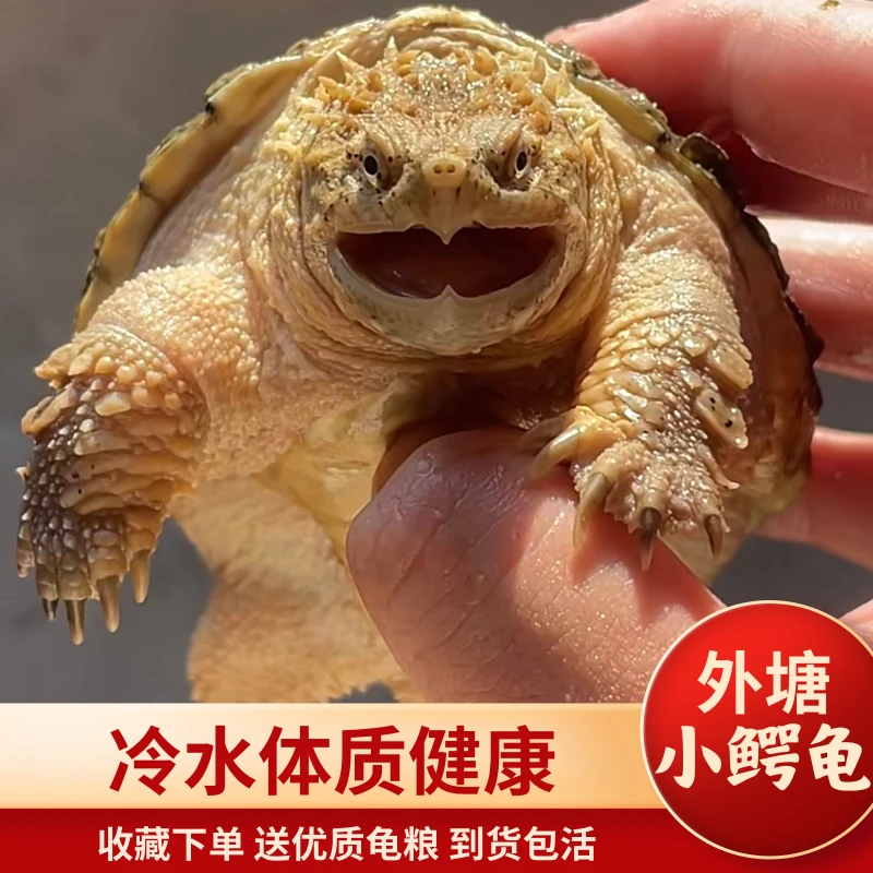 小鳄爆刺乌龟幼苗杂佛正宗纯佛宠物龟凶猛小乌龟活体北美